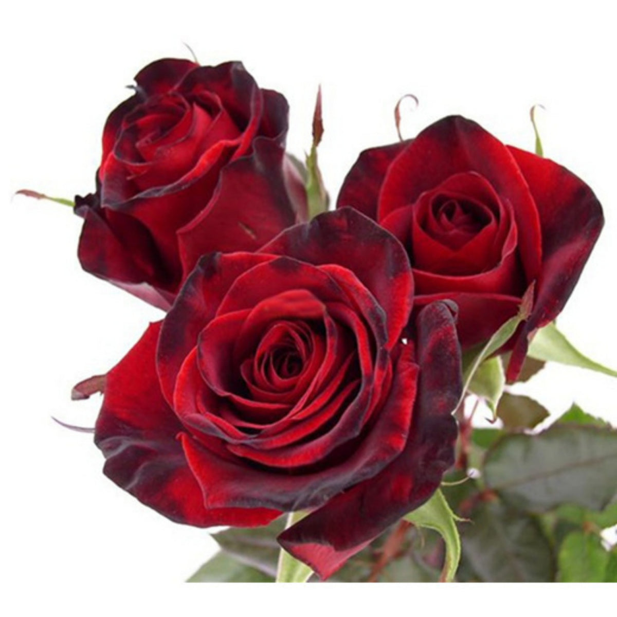 Red Black True Blood Rose Seeds, 30 seeds