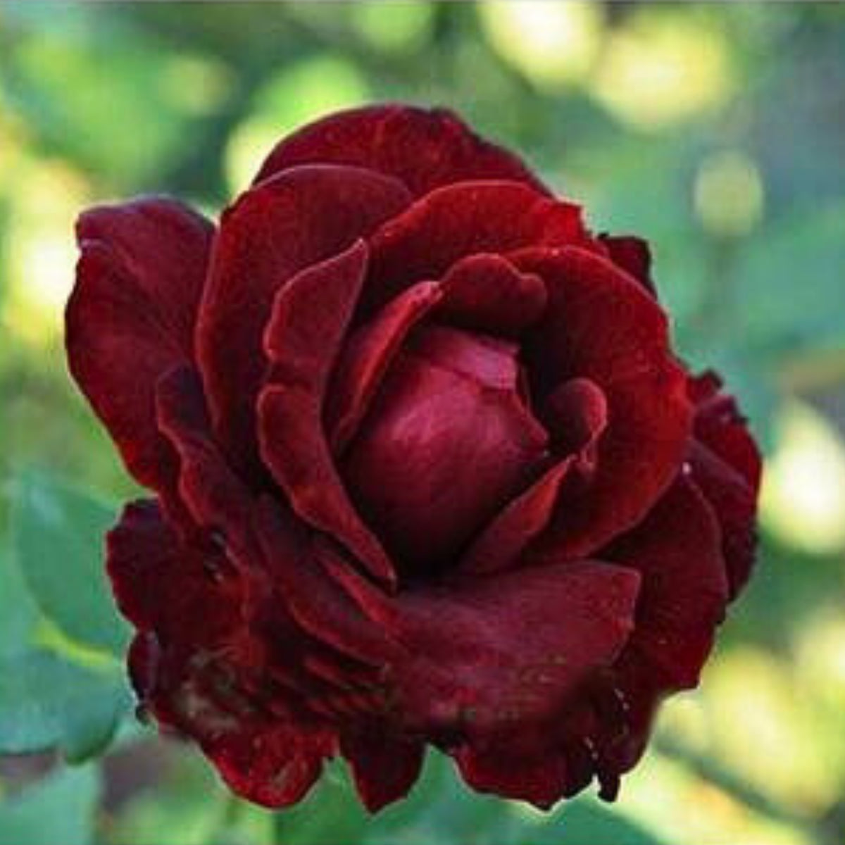 Red Black True Blood Rose Seeds, 30 seeds