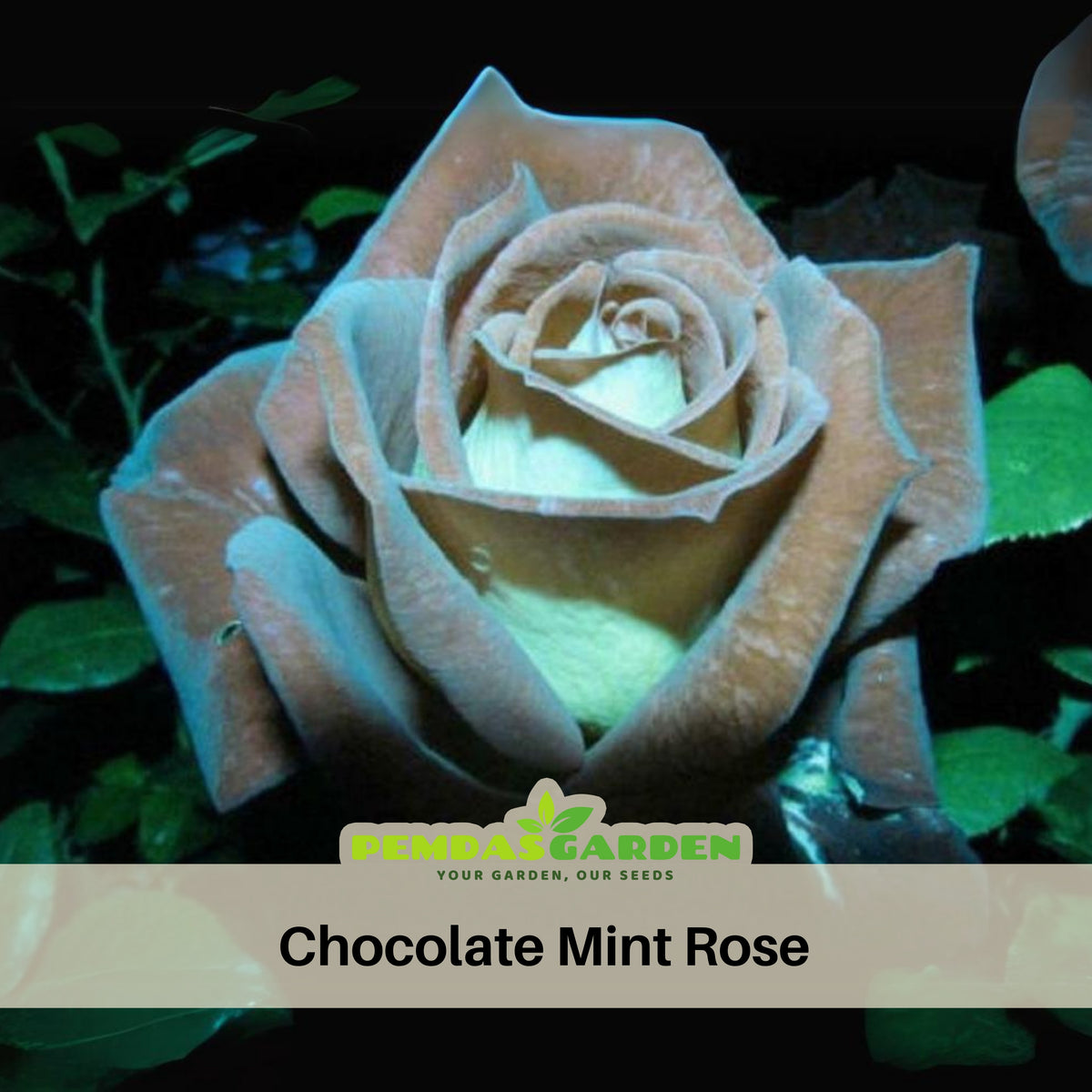 Mint Rose Seed Flower, 30 seeds