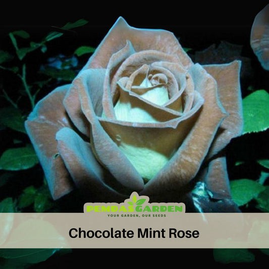 Mint Rose Seed Flower, 30 seeds