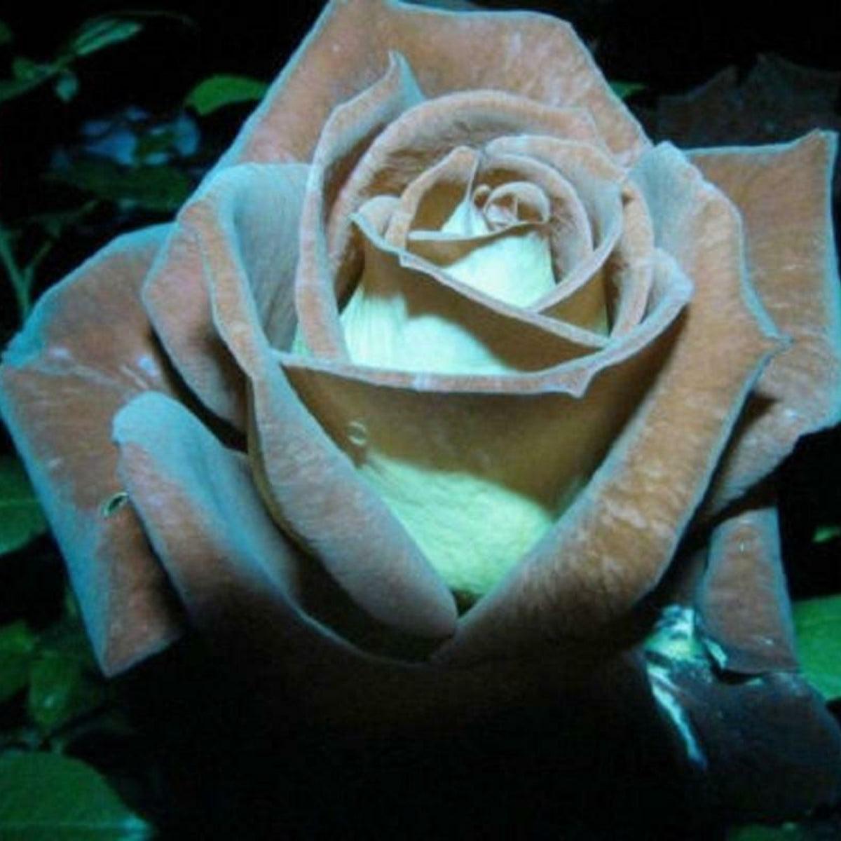 Mint Rose Seed Flower, 30 seeds