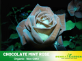 30 Rare Seed - Chocolate Mint Rose Seed #1079