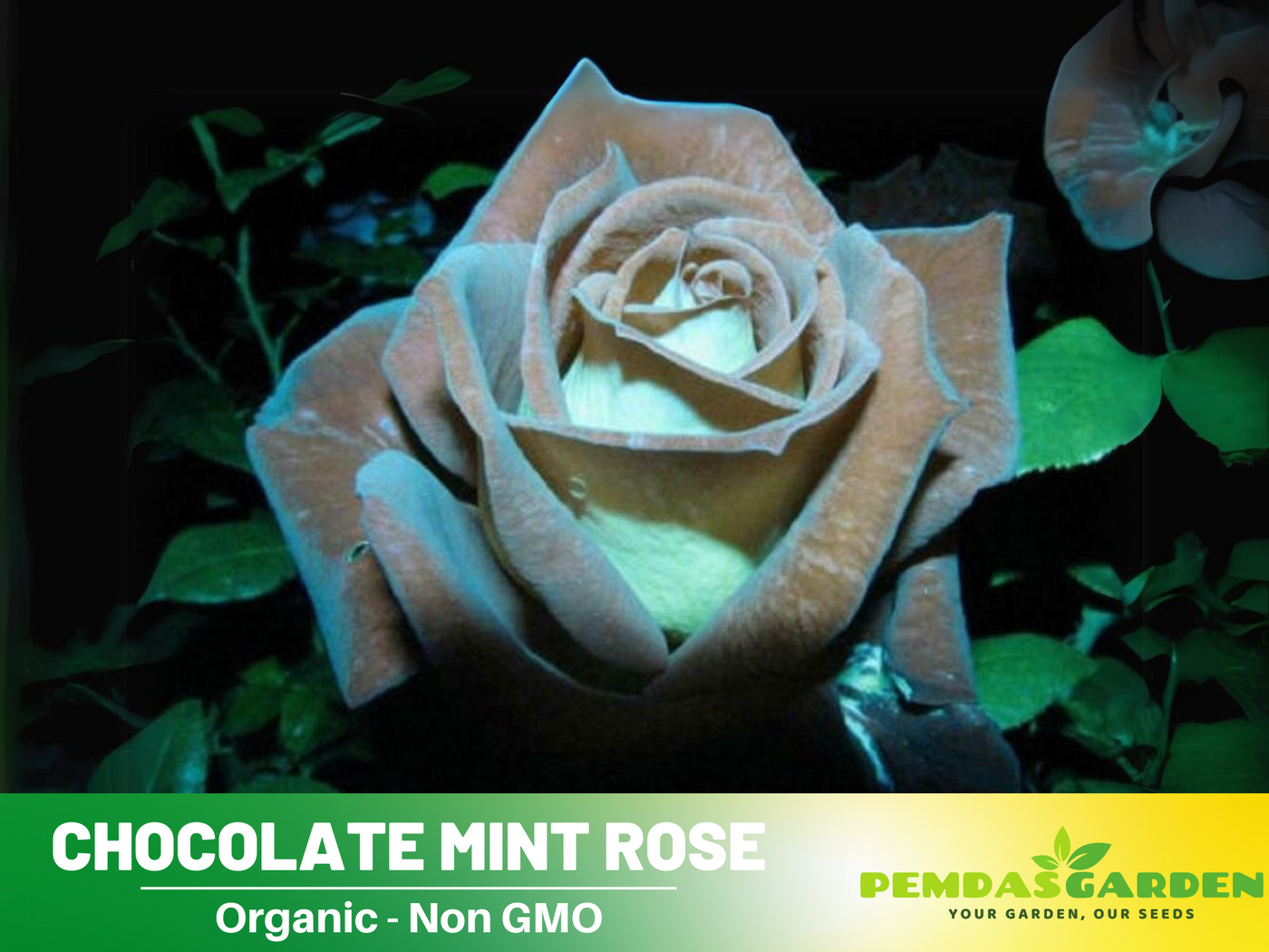 chocolate mint plant seeds 30 Rare Seed