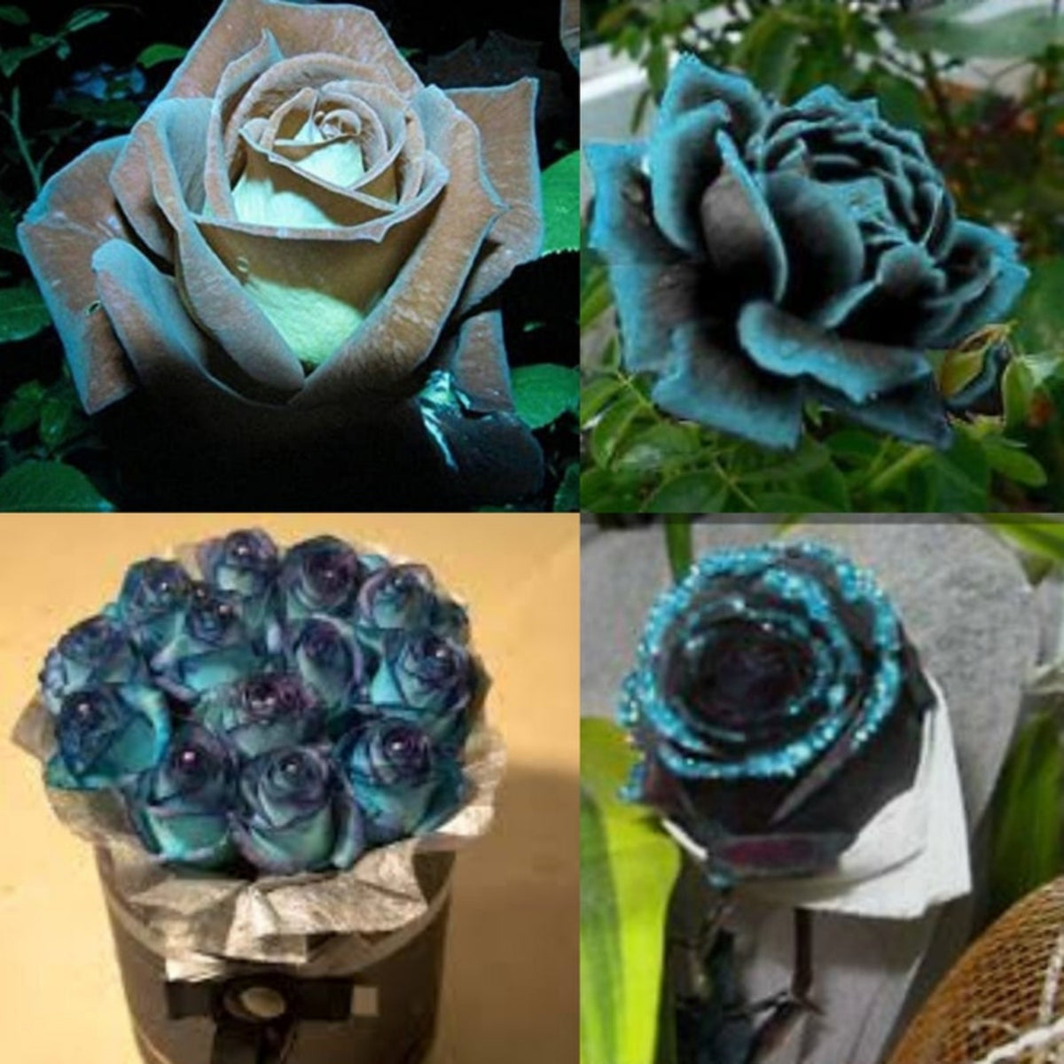 Mint Rose Seed Flower, 30 seeds