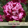 30+ Seeds| Purple Tiger Rose Perennial Flower Seeds #1080