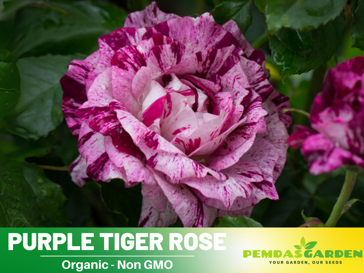 30+ Seeds| Purple Tiger Rose Perennial Flower Seeds #1080