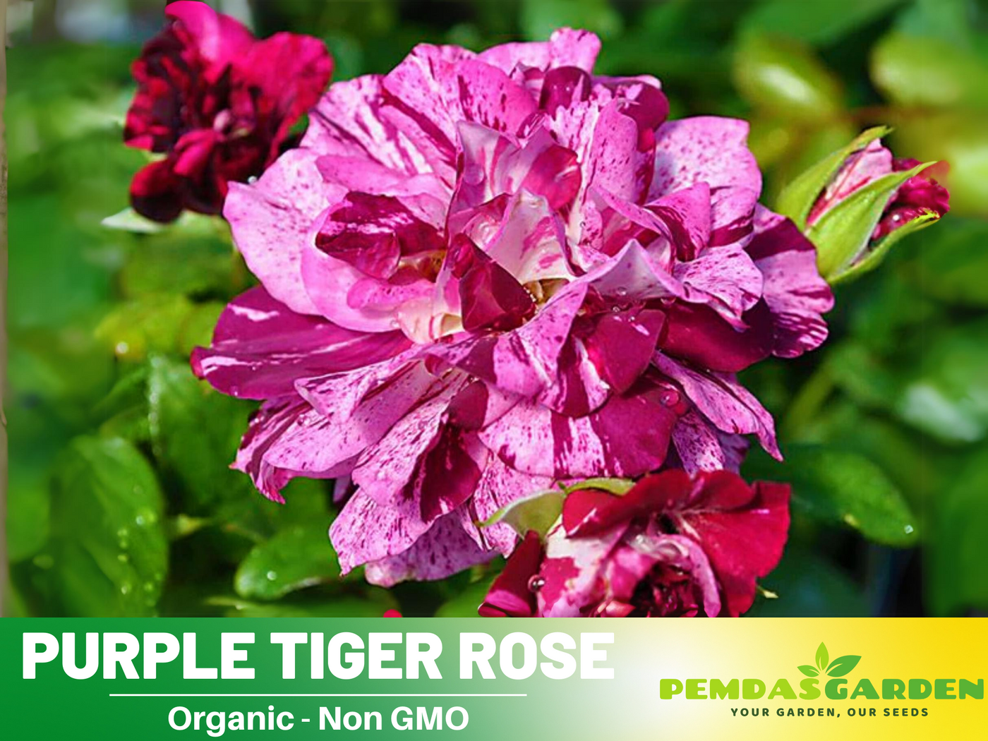 amazing purple tiger face flower seeds 30+ Seeds| Purple Tiger Rose Perennial Flower Seeds #1080