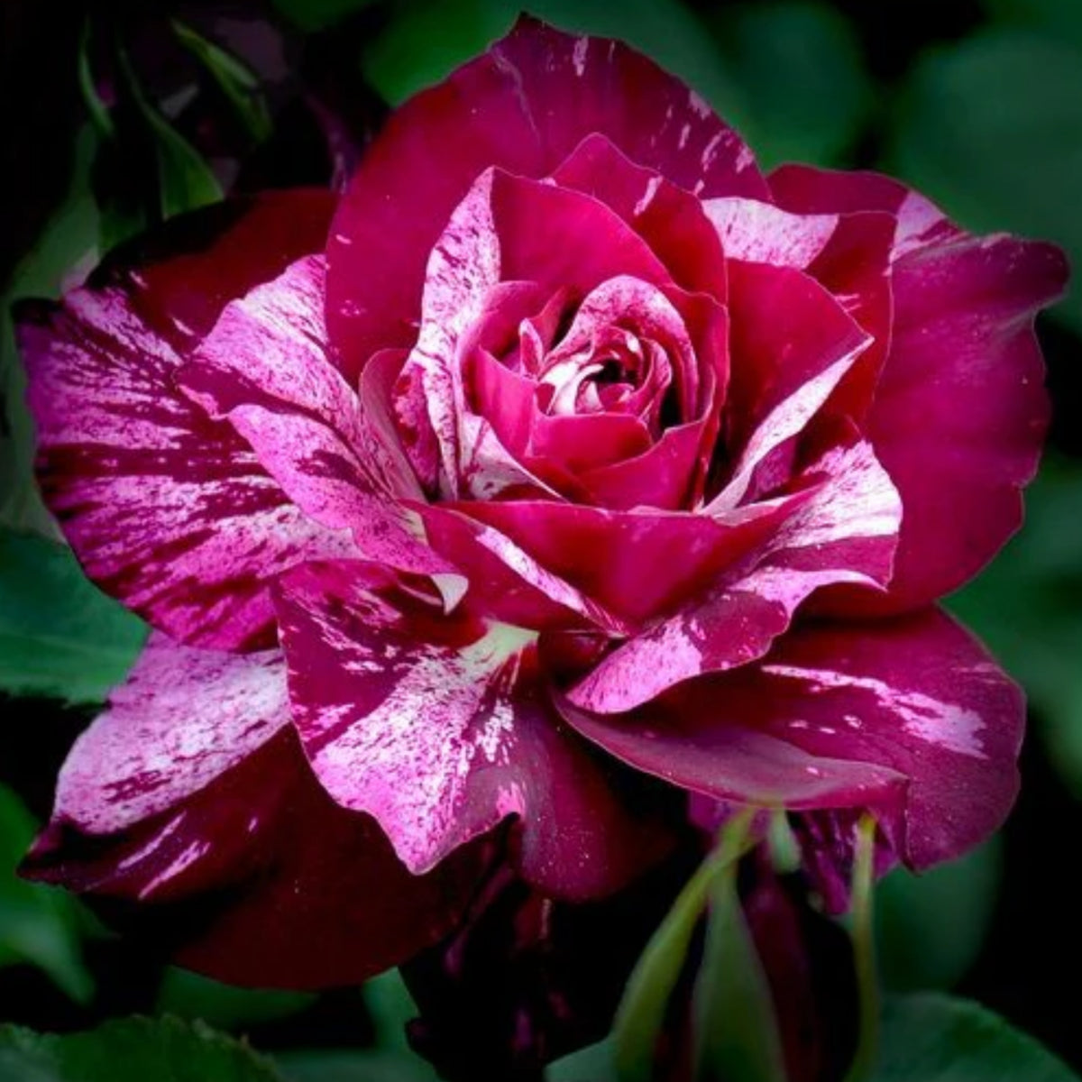 Purple Tiger Rose Perennial Flower Seeds, 30+ seeds