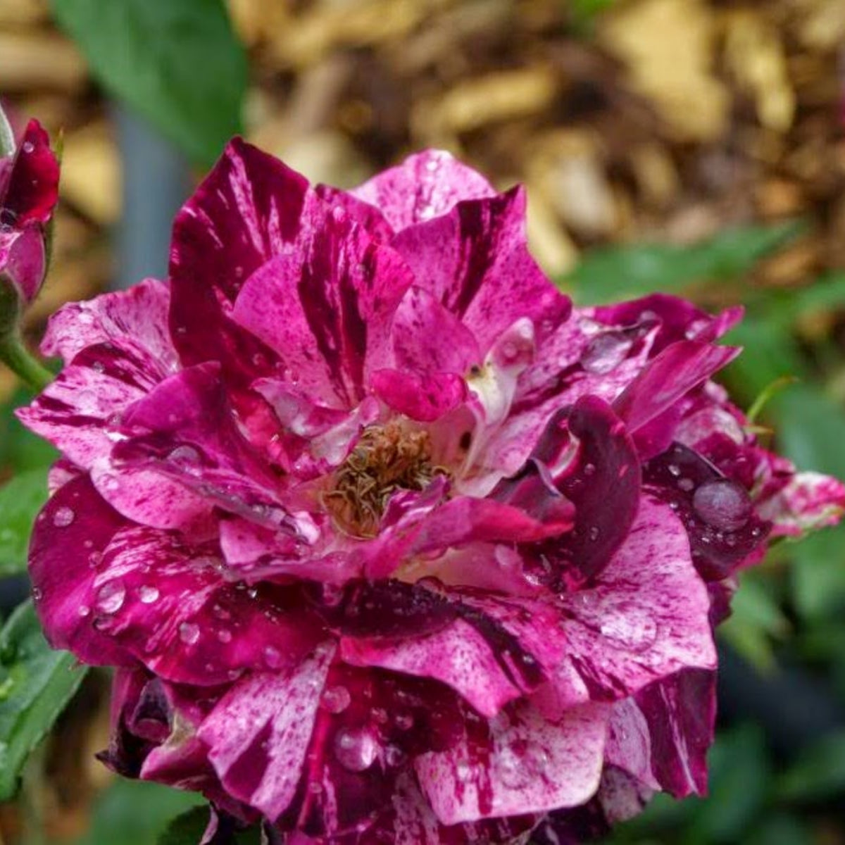 Purple Tiger Rose Perennial Flower Seeds, 30+ seeds