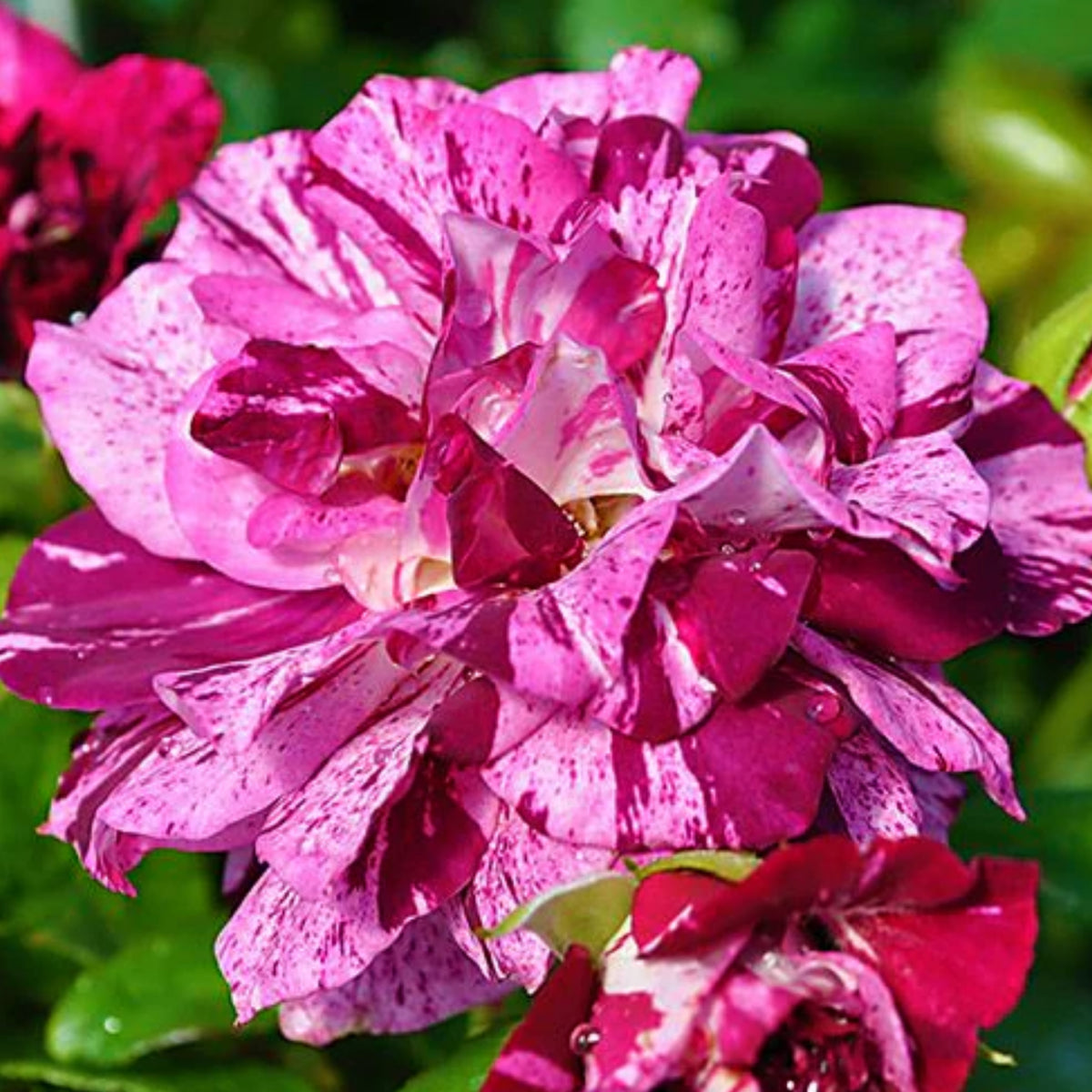 Purple Tiger Rose Perennial Flower Seeds, 30+ seeds