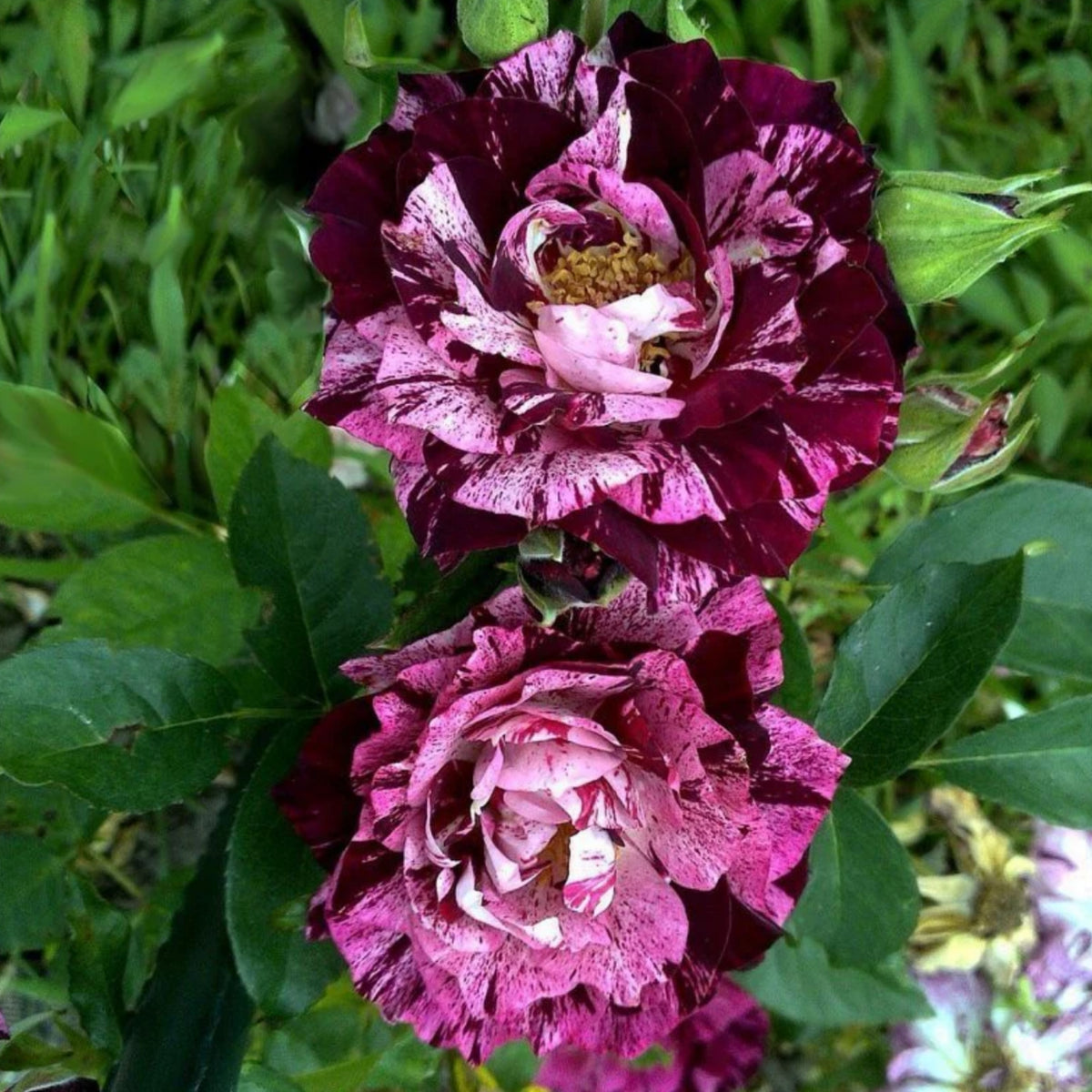 Purple Tiger Rose Perennial Flower Seeds, 30+ seeds