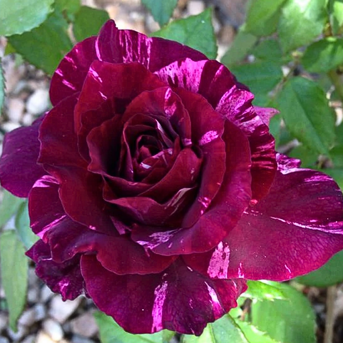 Purple Tiger Rose Perennial Flower Seeds, 30+ seeds