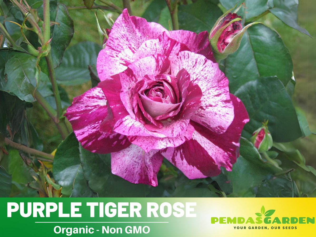 30+ Seeds| Purple Tiger Rose Perennial Flower Seeds #1080