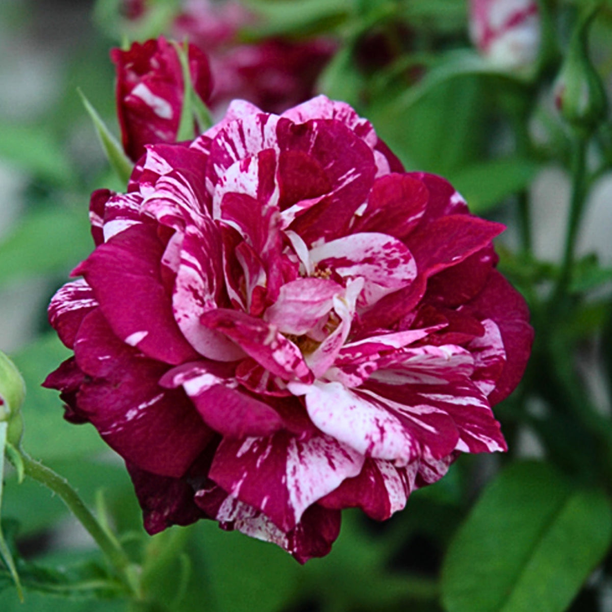Purple Tiger Rose Perennial Flower Seeds, 30+ seeds