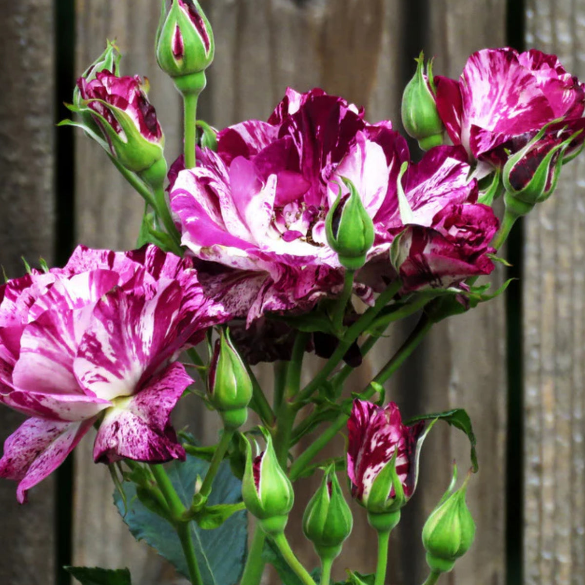 Purple Tiger Rose Perennial Flower Seeds, 30+ seeds
