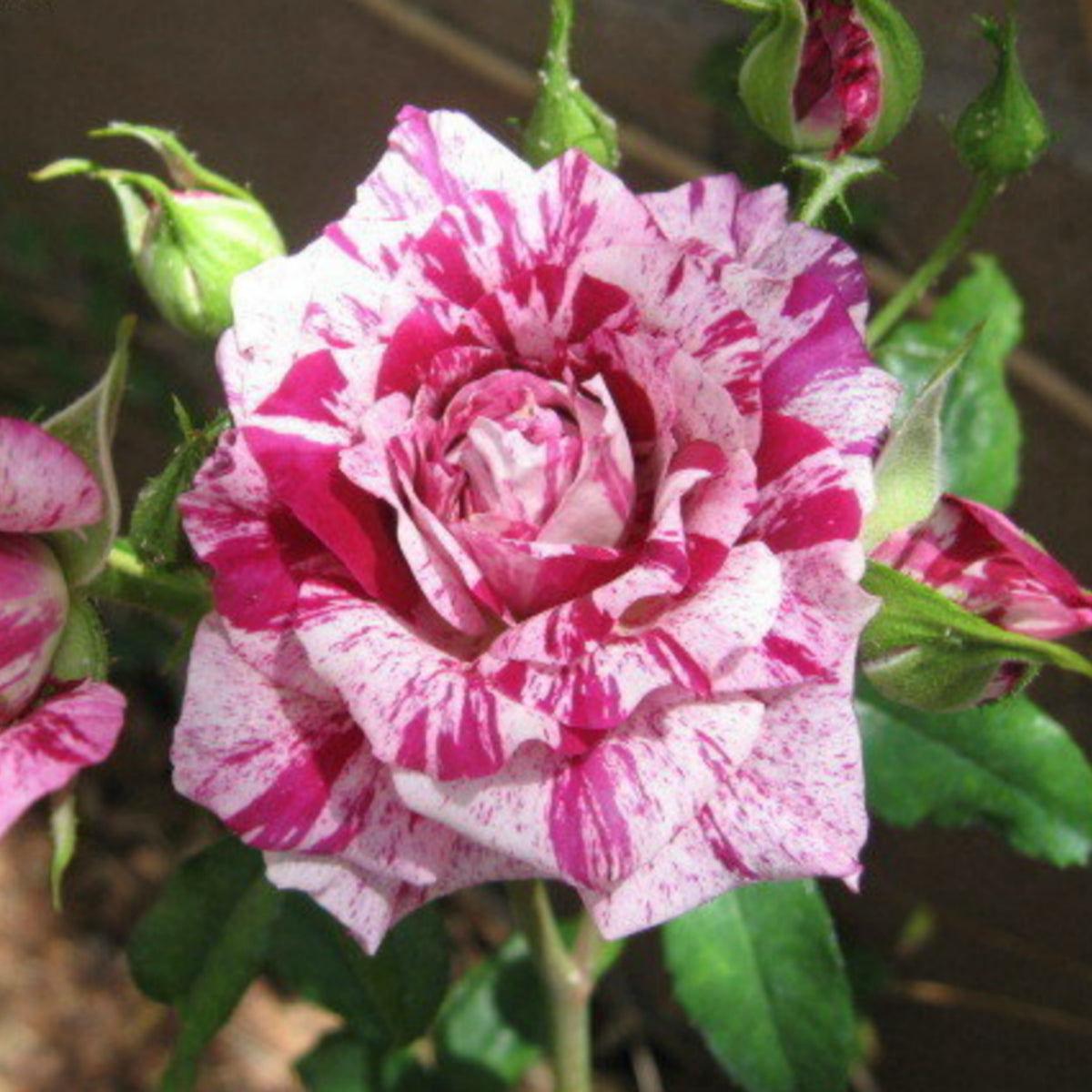 Purple Tiger Rose Perennial Flower Seeds, 30+ seeds