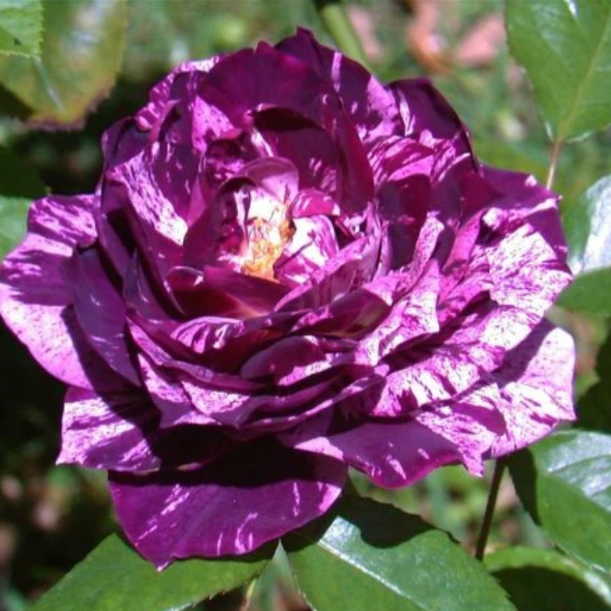 Purple Tiger Rose Perennial Flower Seeds, 30+ seeds