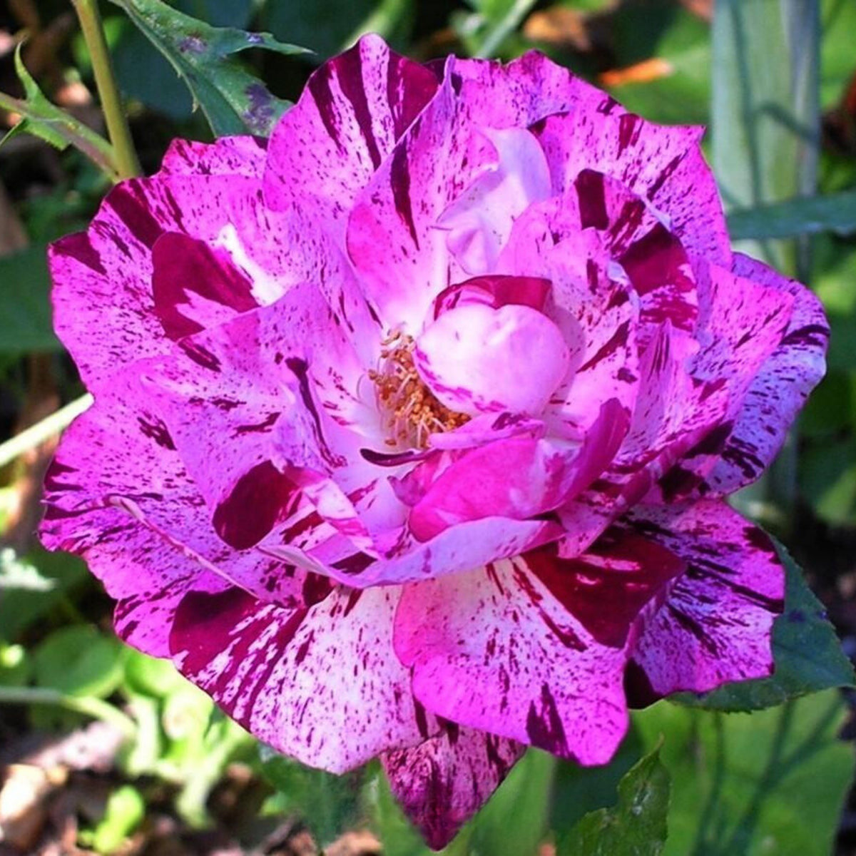 Purple Tiger Rose Perennial Flower Seeds, 30+ seeds