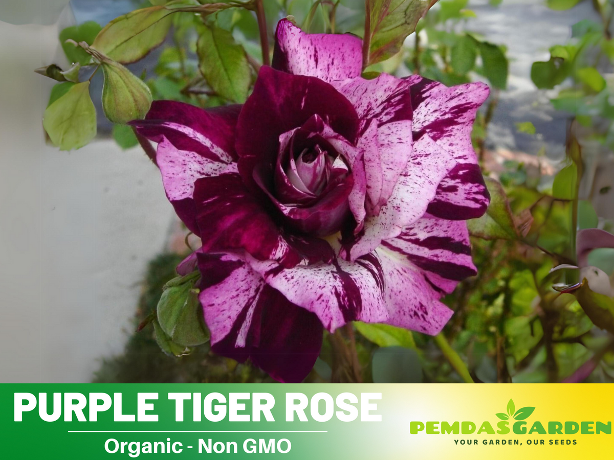 30+ Seeds| Purple Tiger Rose Perennial Flower Seeds #1080