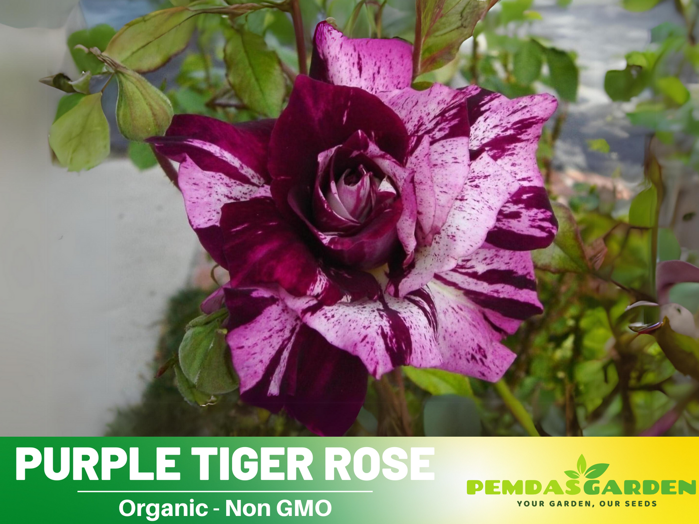 amazing purple tiger face flower seeds 30+ Seeds| Purple Tiger Rose Perennial Flower Seeds #1080
