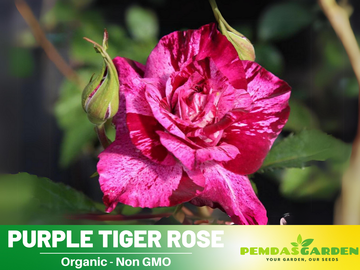 30+ Seeds| Purple Tiger Rose Perennial Flower Seeds #1080