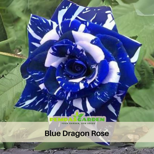 Blue Dragon Rose Bush Seeds, 30 seeds