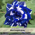 30 Rose seed - Blue Dragon Rose Bush - Blue Rose seeds