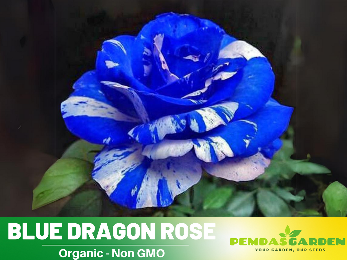 30 Rare seed - Blue Dragon Rose Bush #1082