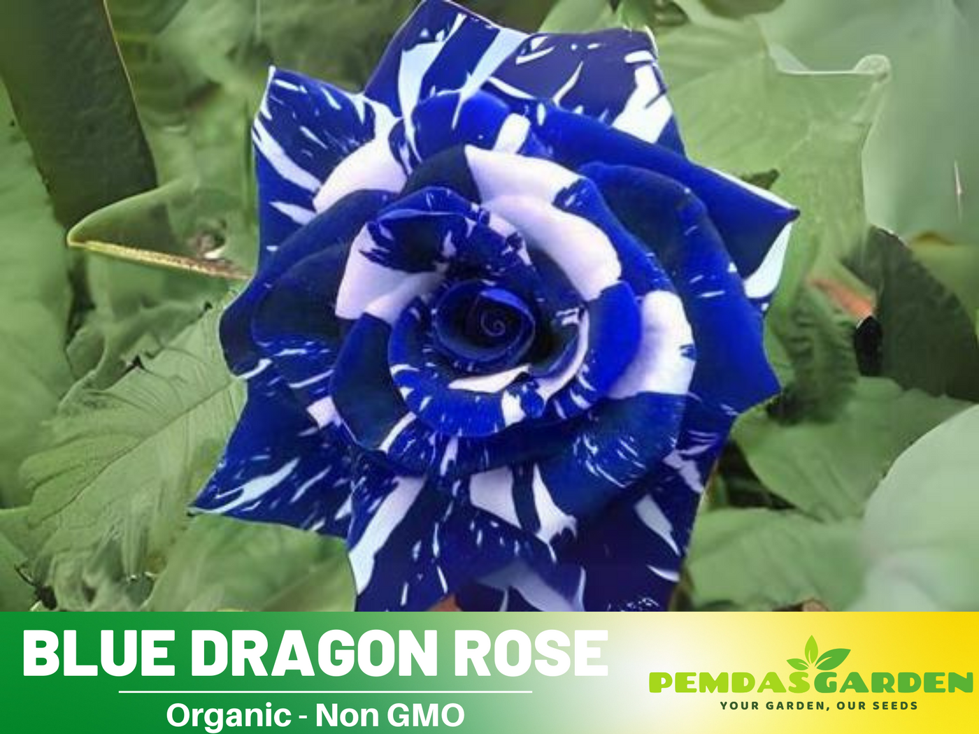 blue dragon rose seeds 30 Rose seed - Blue Dragon Rose Bush