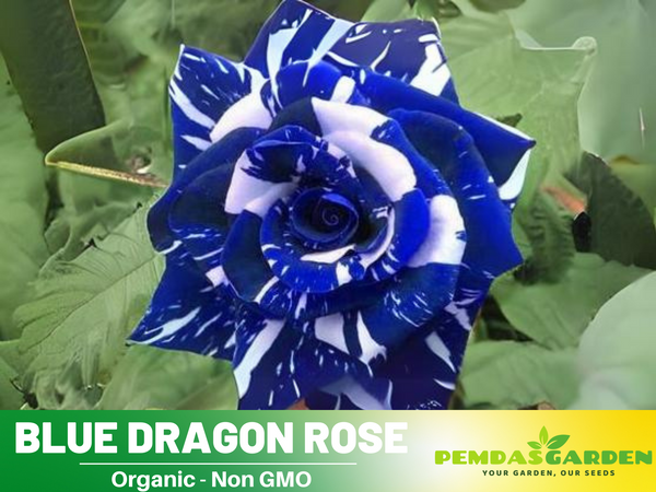 30 Rose seed - Blue Dragon Rose Bush - Blue Rose seeds – PEMDASGARDEN