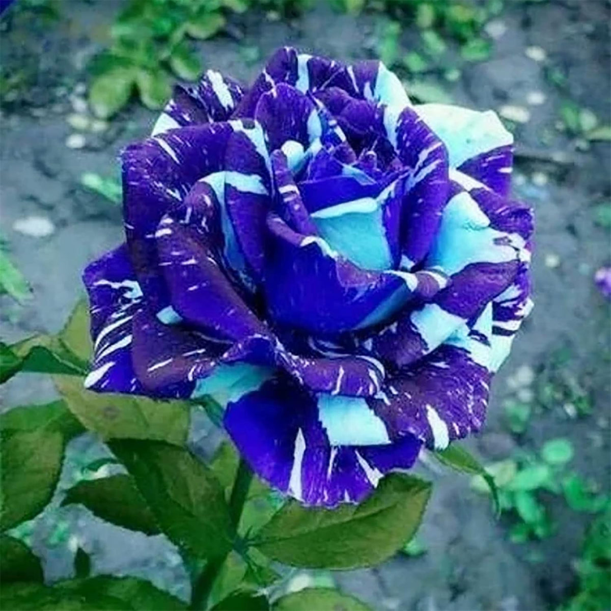 Blue Dragon Rose Bush Seeds, 30 seeds