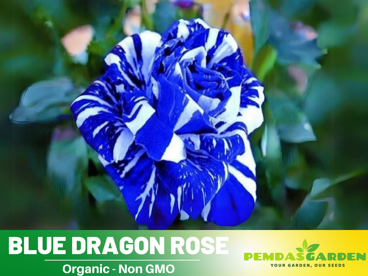 30 Rare seed - Blue Dragon Rose Bush #1082