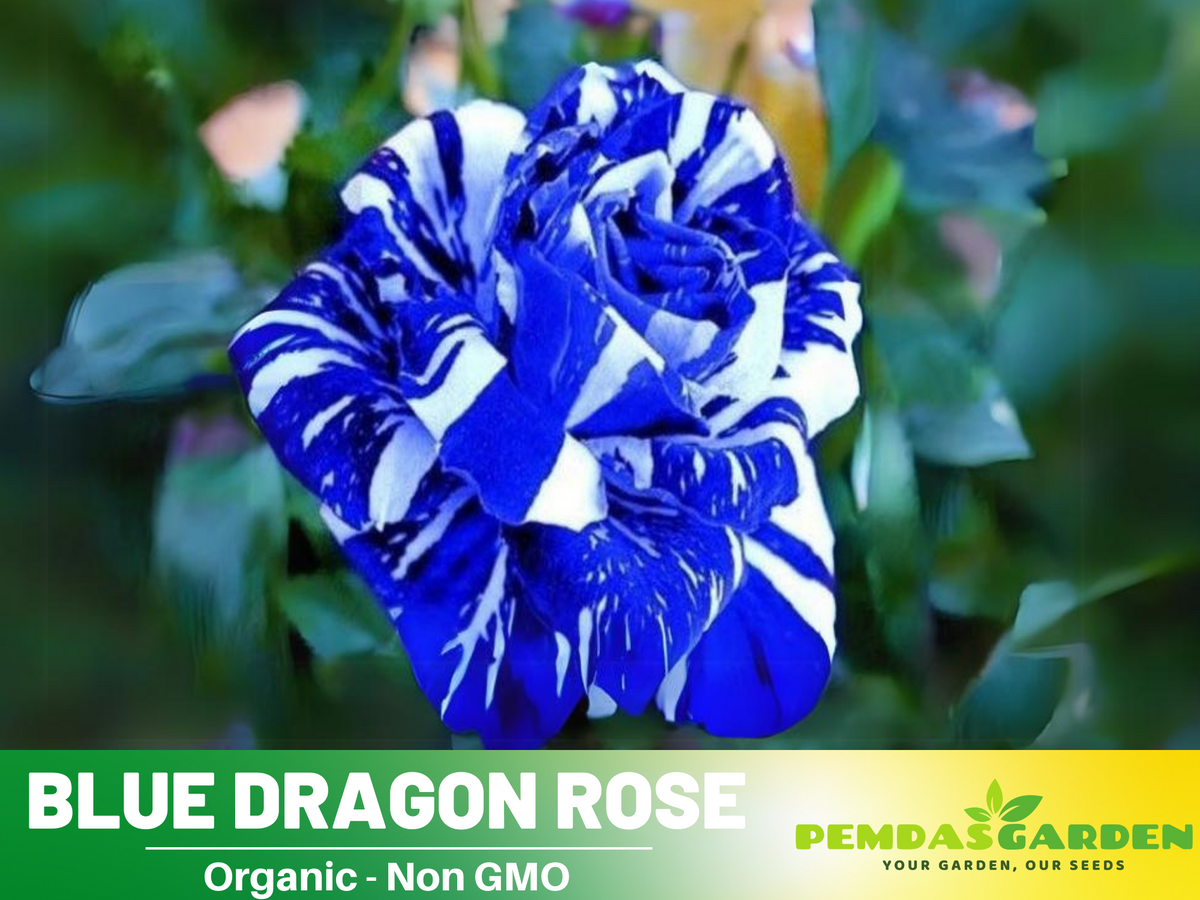 30 Rose seed - Blue Dragon Rose Bush - Blue Rose seeds