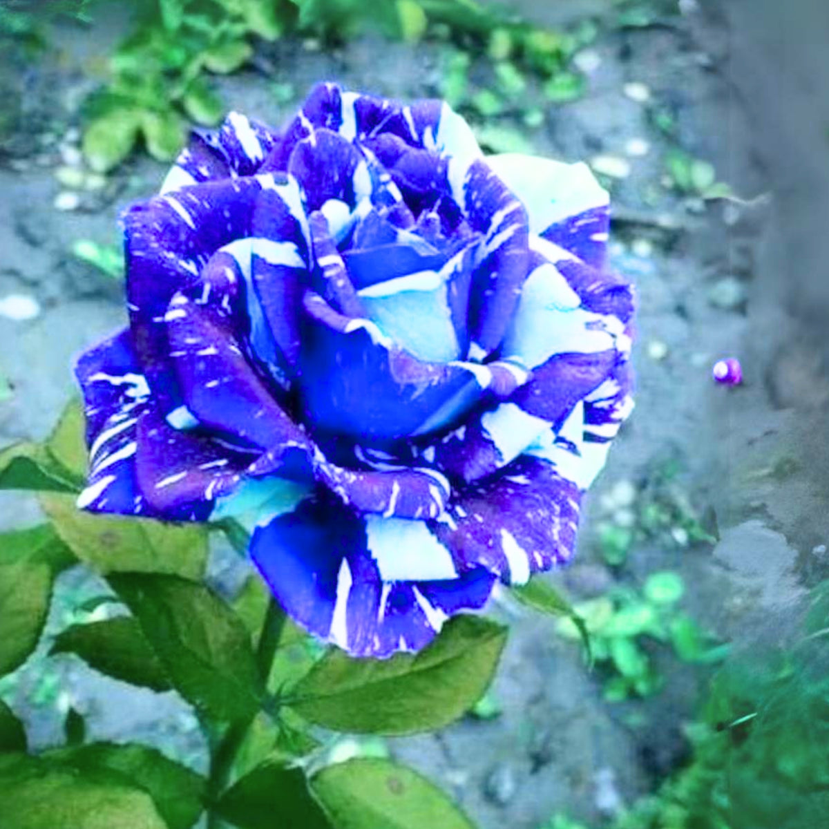 Blue Dragon Rose Bush Seeds, 30 seeds