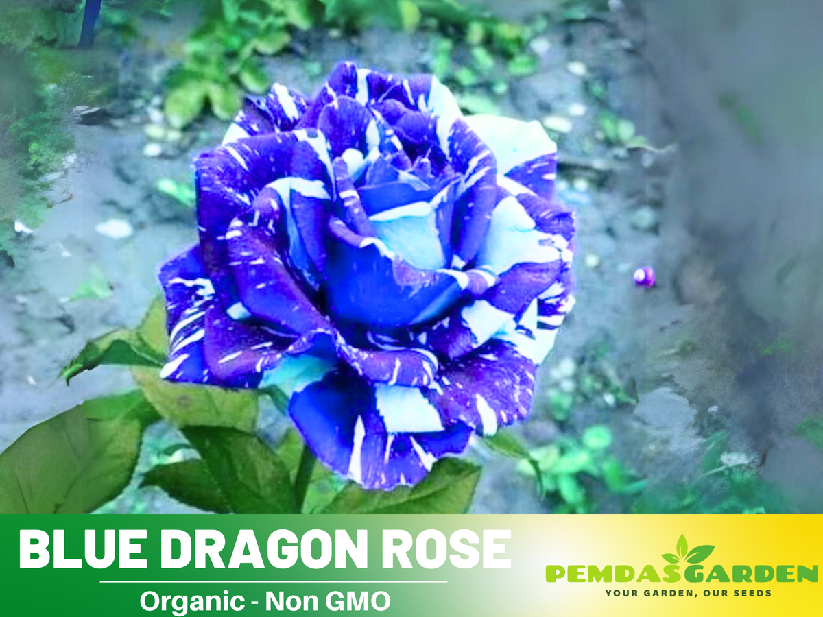 30 Rose seed - Blue Dragon Rose Bush - Blue Rose seeds