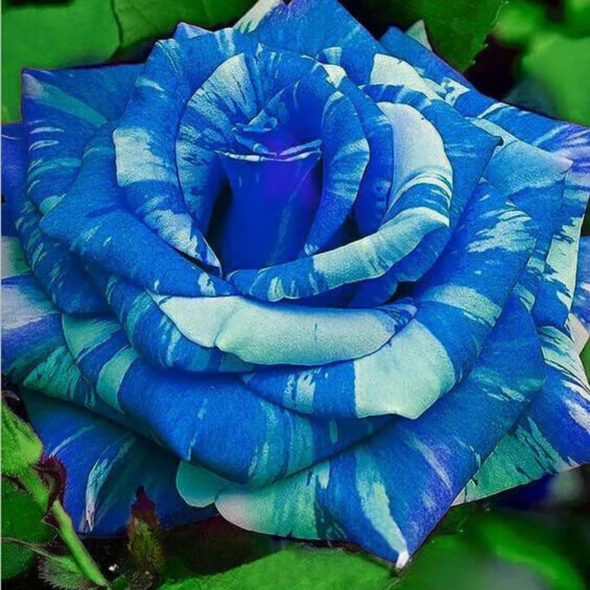 Blue Dragon Rose Bush Seeds, 30 seeds