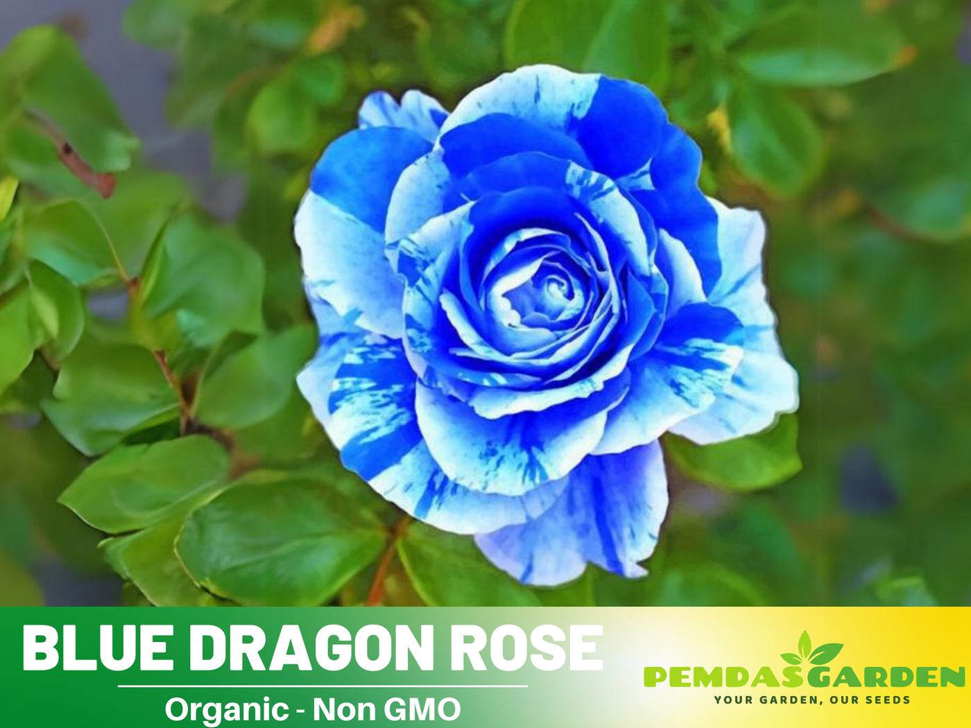 blue rose seeds for sale 30 Rose seed - Blue Dragon Rose Bush