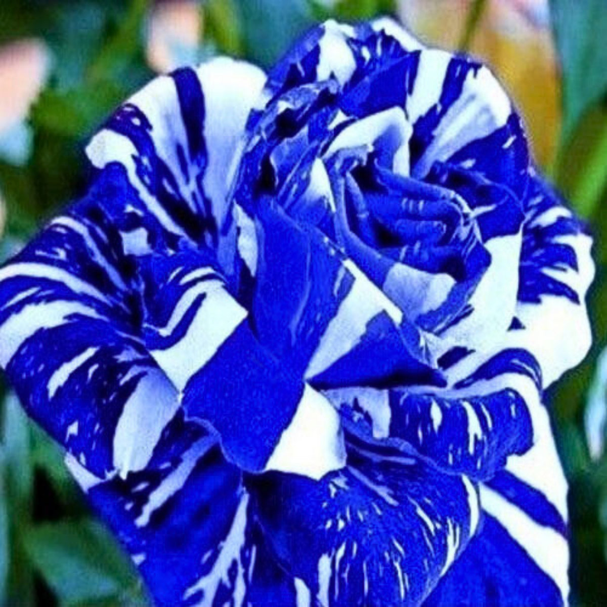 Blue Dragon Rose Bush Seeds, 30 seeds