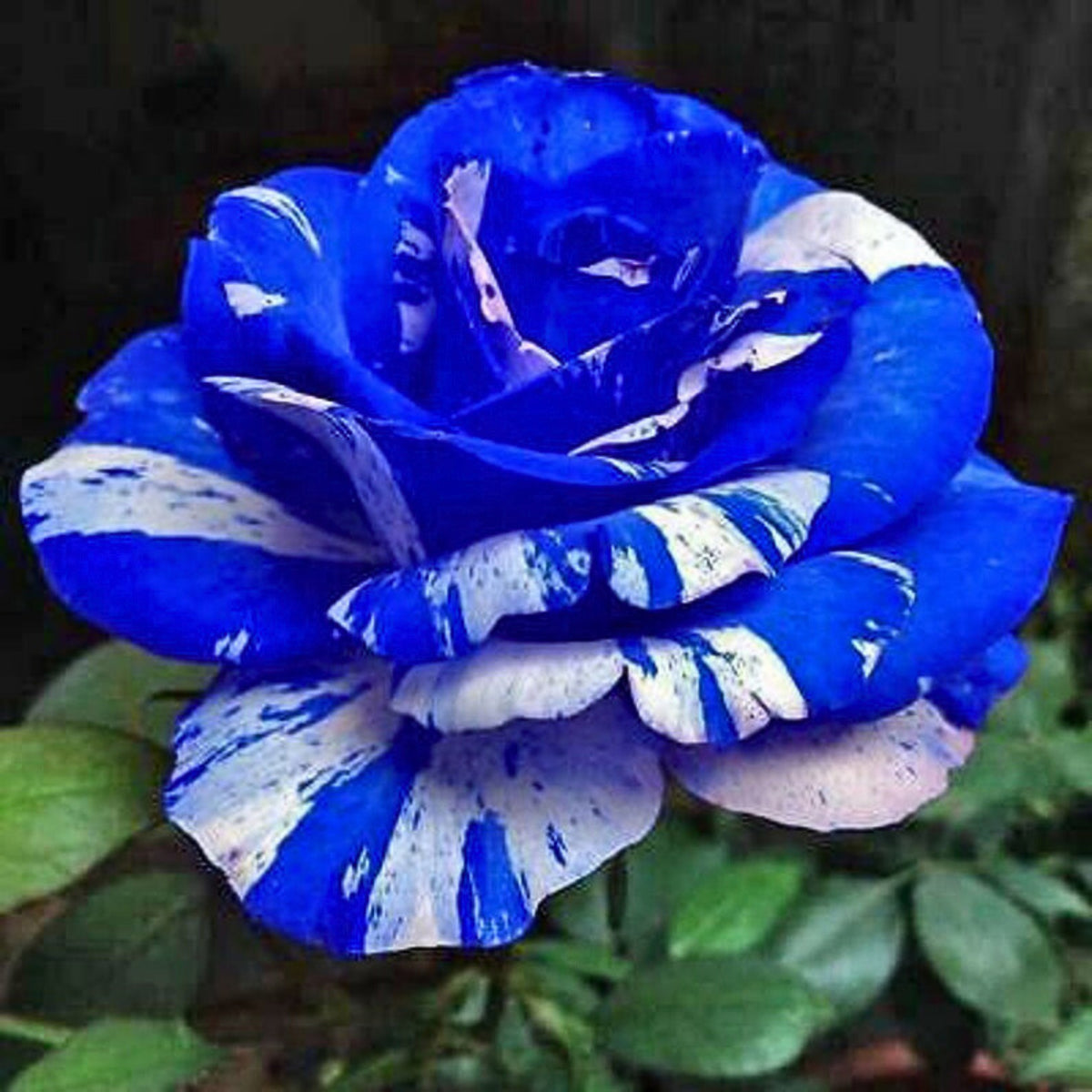 Blue Dragon Rose Bush Seeds, 30 seeds