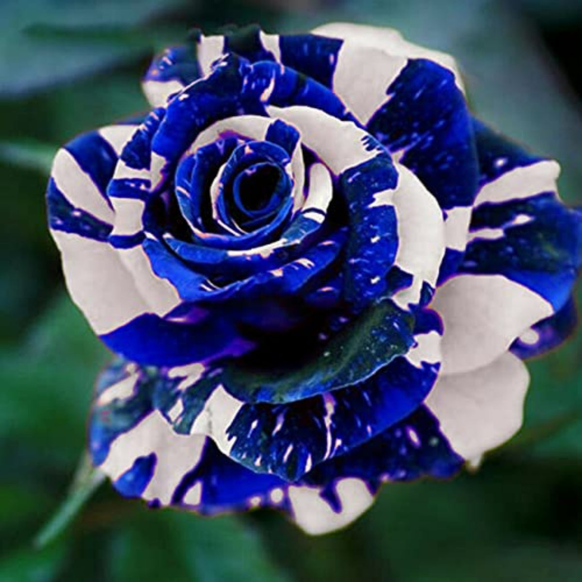 30 Rose seed - Blue Dragon Rose Bush - Blue Rose seeds – PEMDASGARDEN