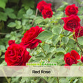 30+ Seeds| Red Rose Perennial Flower Seeds #1083