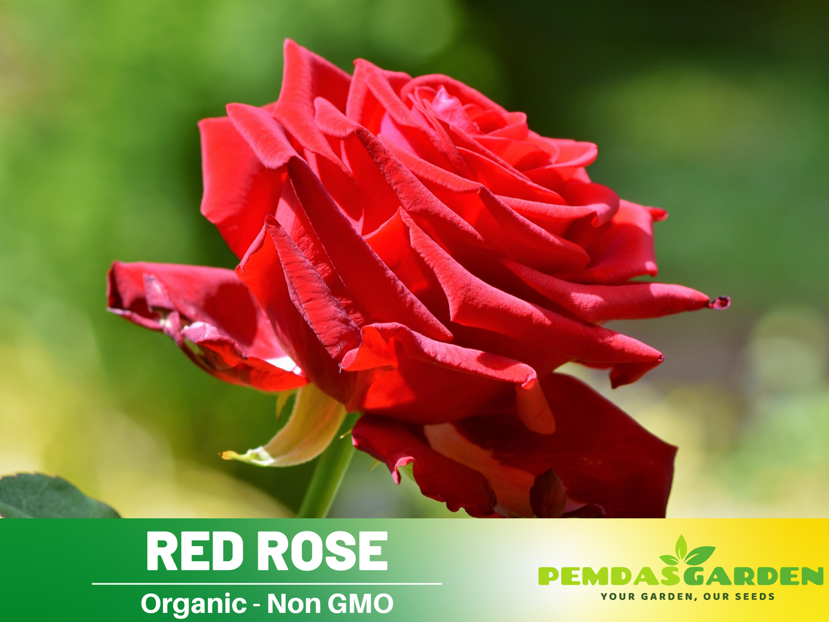 30+ Seeds| Red Rose Perennial Flower Seeds #1083