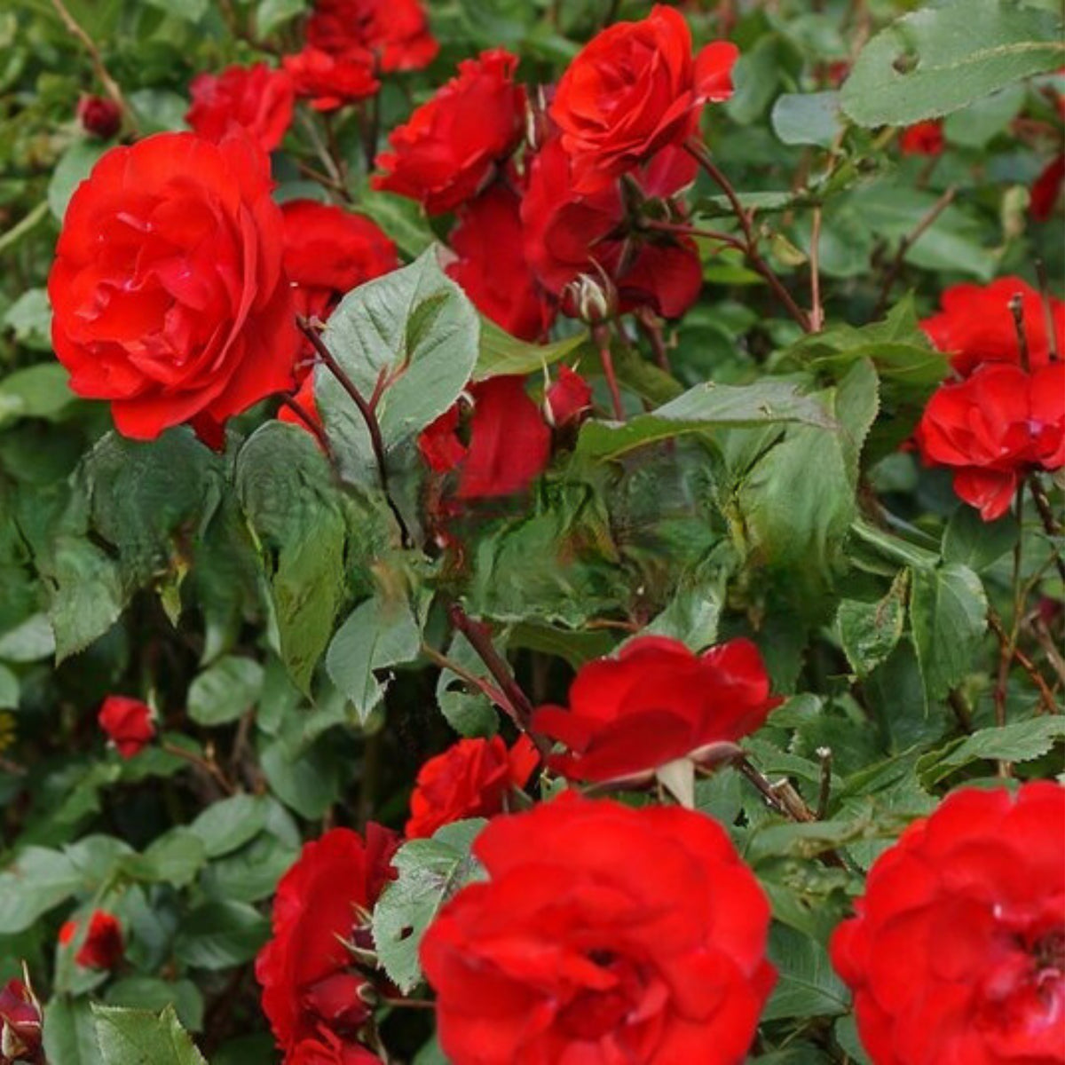 Red Rose Perennial Flower Seeds, 30+ seeds