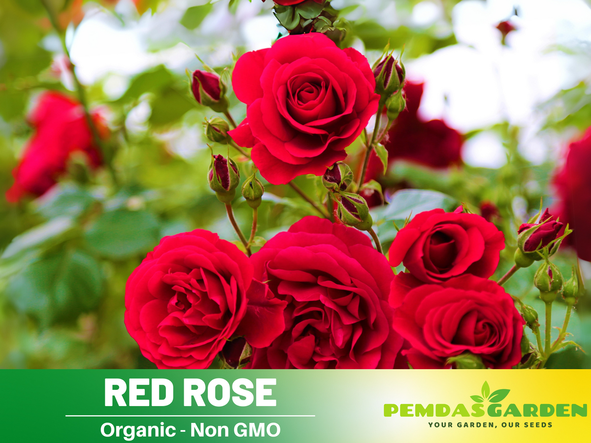 30+ Seeds| Red Rose Perennial Flower Seeds #1083