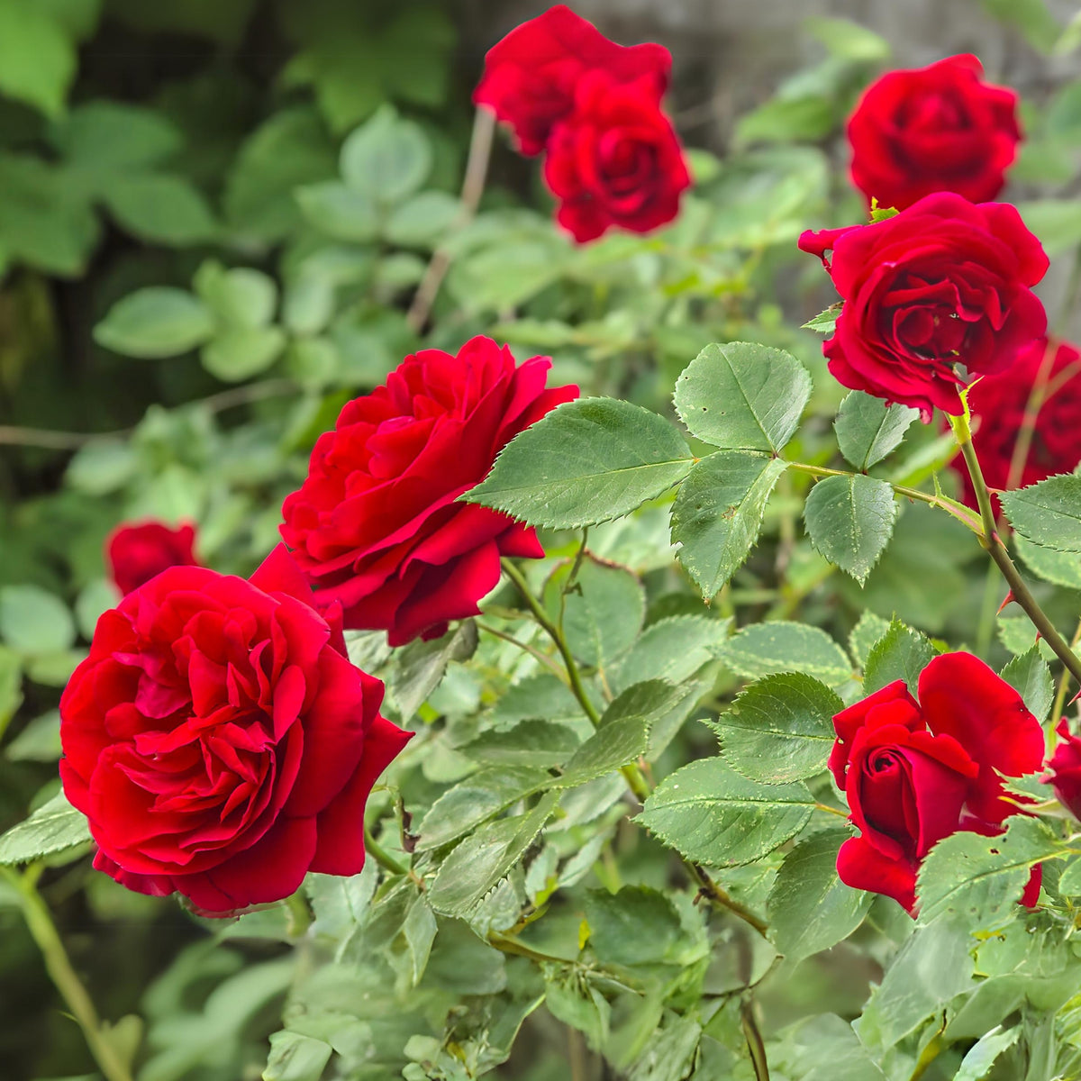 Red Rose Perennial Flower Seeds, 30+ seeds