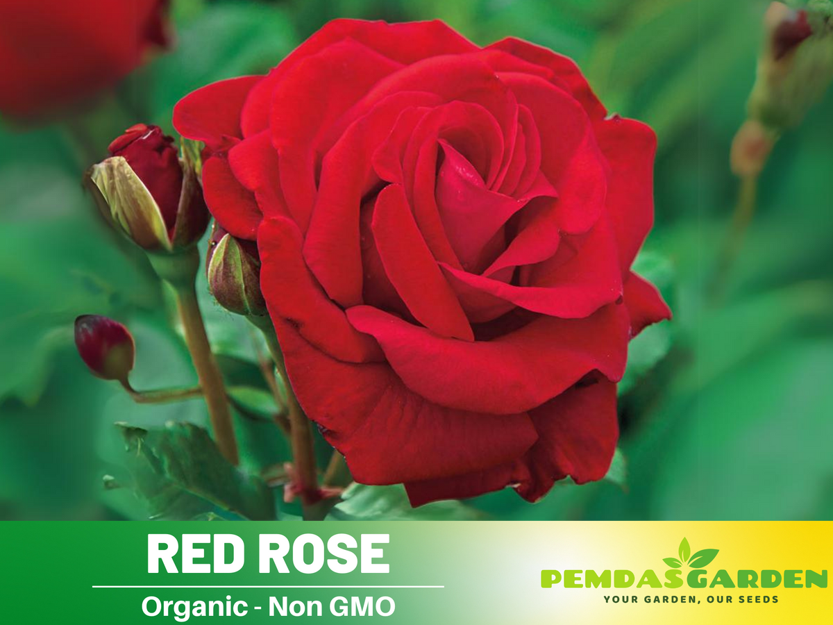 30+ Seeds| Red Rose Perennial Flower Seeds #1083