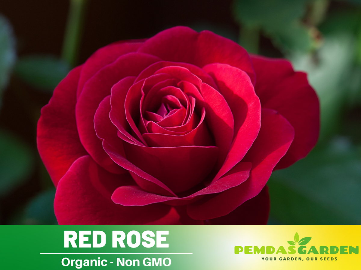 30+ Seeds| Red Rose Perennial Flower Seeds #1083