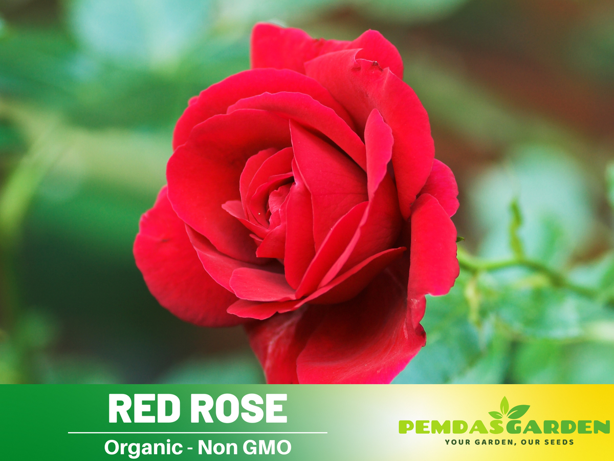 30+ Seeds| Red Rose Perennial Flower Seeds #1083