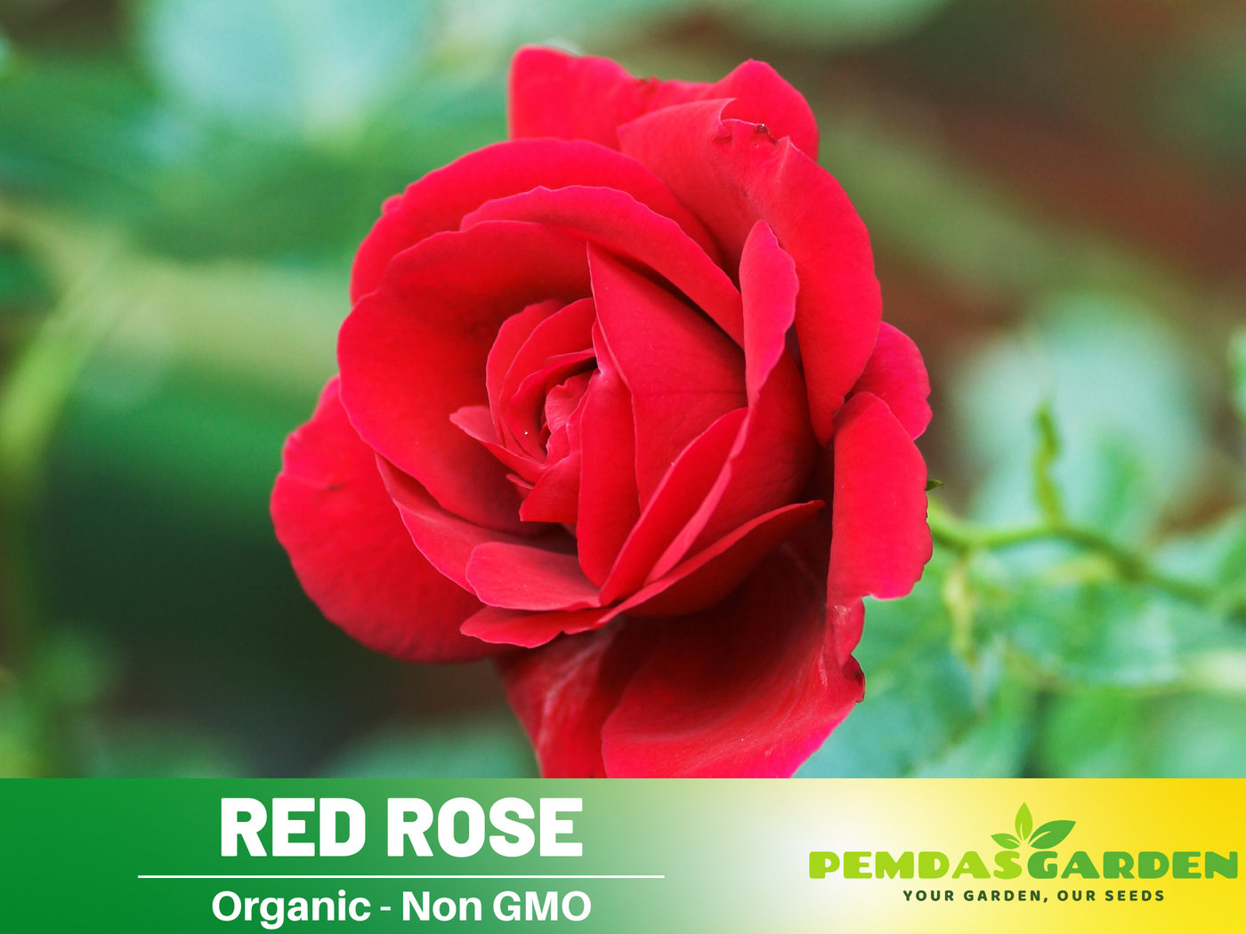 red rose tree seeds 30+ Seeds| Red Rose Perennial Flower Seeds #1083 – PEMDASGARDEN