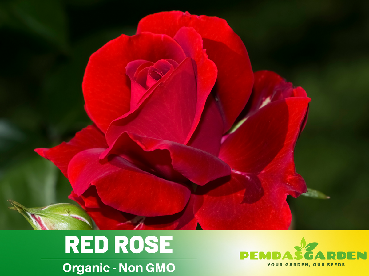 30+ Seeds| Red Rose Perennial Flower Seeds #1083